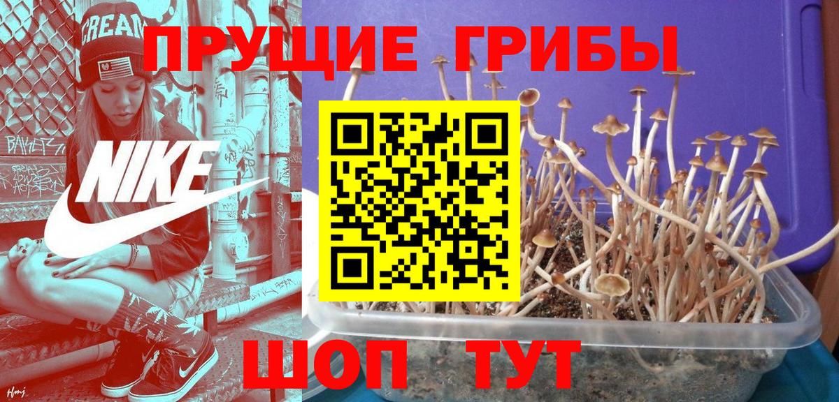 Ростов Великий  Галлюциногенные грибы Psilocybine cubensis  Вход с VPN 
